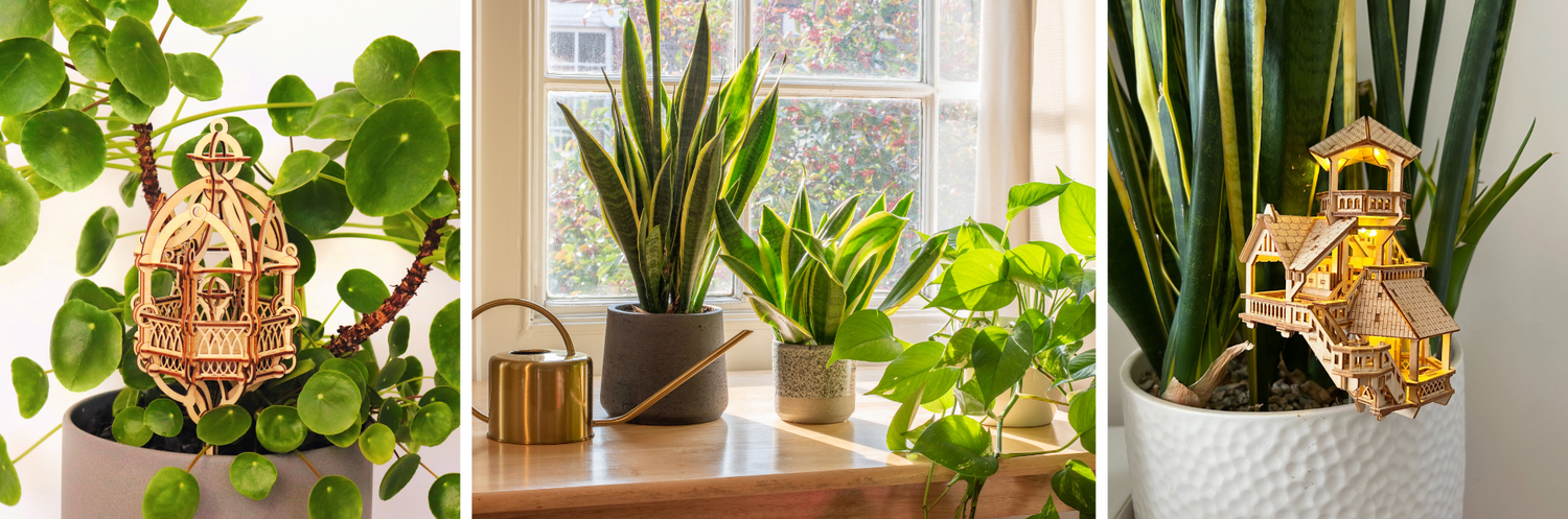 Top Tips for Your Houseplants in Autumn